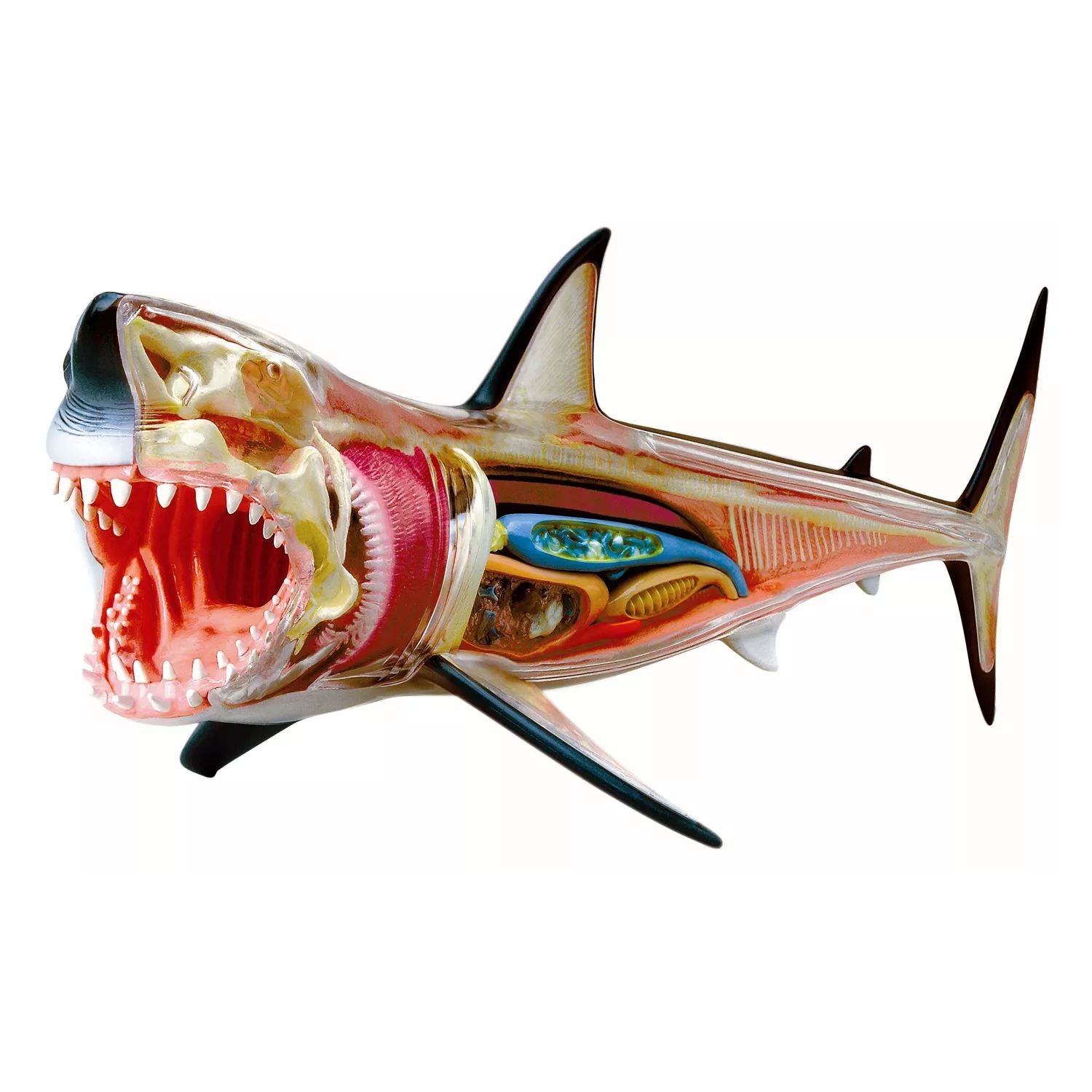 Shark model 4D Vision from 4D Master 4D Master