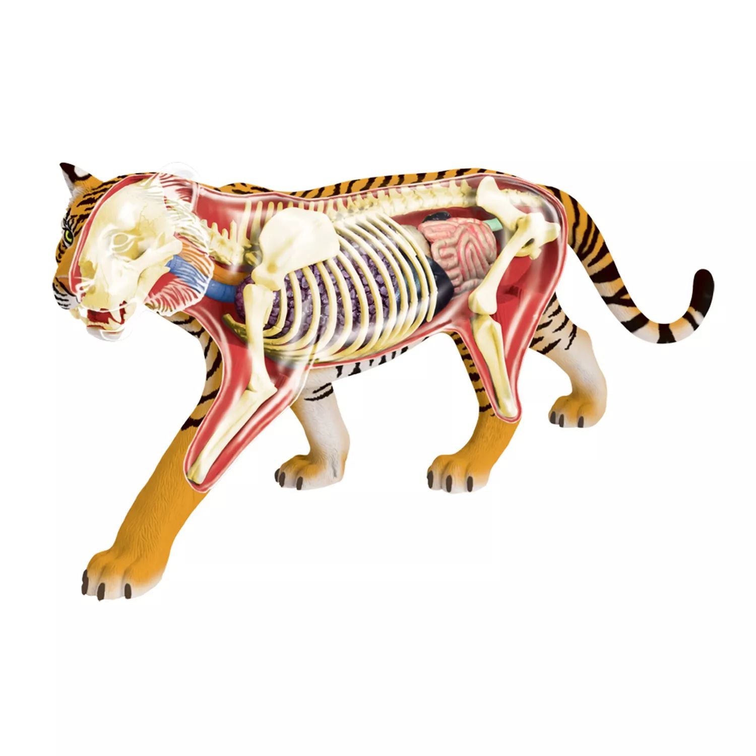 4D Vision Tiger Anatomy Model by John N. Hansen Co.