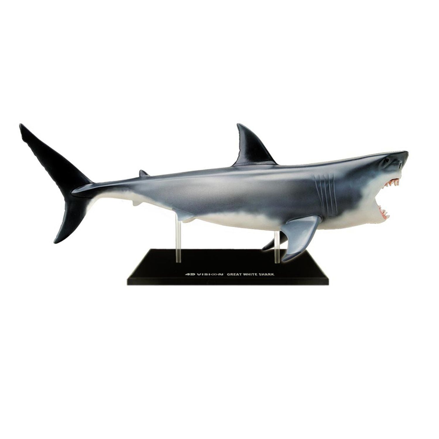 Shark model 4D Vision from 4D Master 4D Master